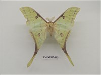 藏品(臺灣長尾水青蛾)的圖片